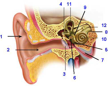 parts of human ear and their functions