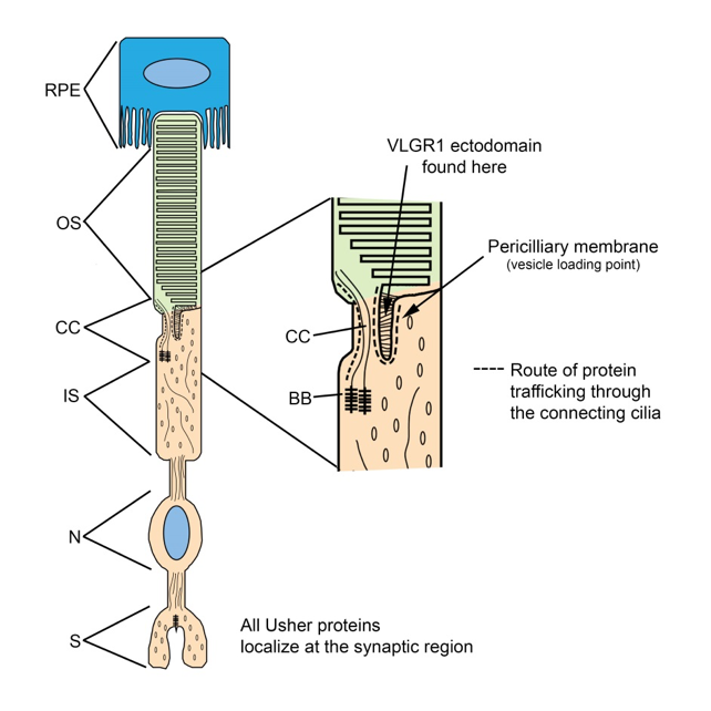 usher syndrome protein diagram