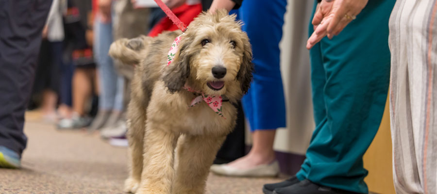 Poppy, a Bernedoodle puppy 