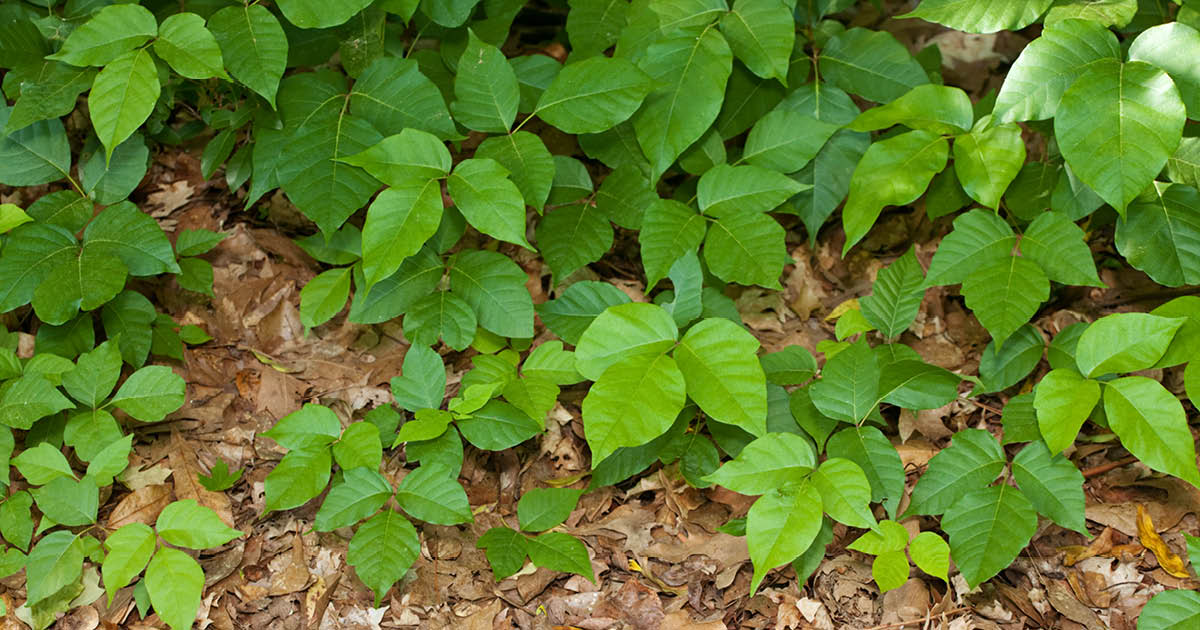 Poisonous Plants